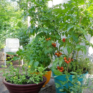 Growing Tomatoes In A Greenhouse