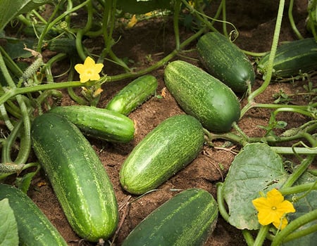 Mini Cucumber seeds! Great for allotments/greenhouses/gardens