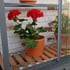 Access Westminster Wall Mounted Greenhouse Shelving