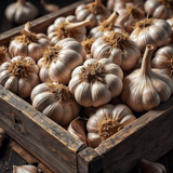 How to Grow Garlic in a Greenhouse